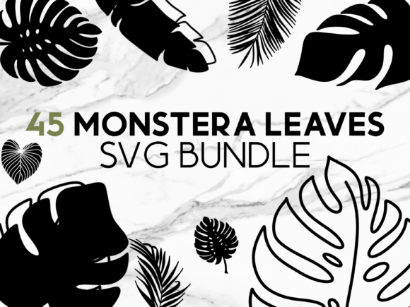 Download Monstera Leaves SVG Graphics - Premium Resources